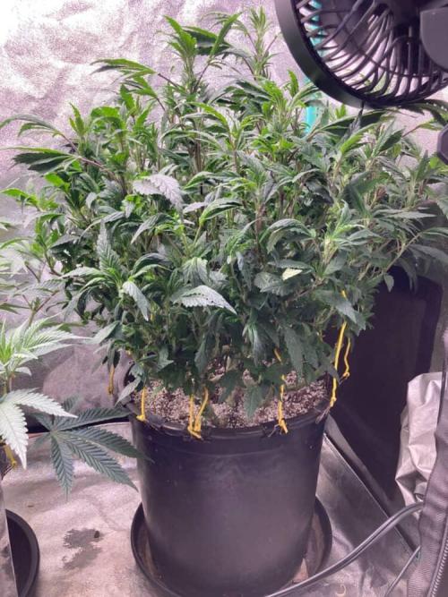 Honeysuckle. Week 18