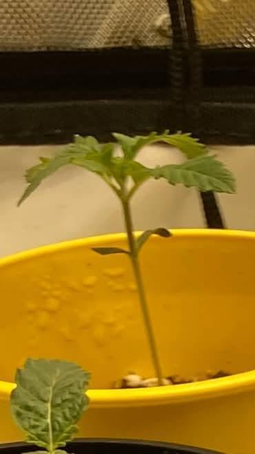 Candyland V2 s1. Week 0