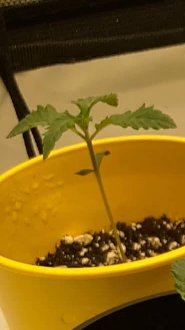 Candyland V2 s1. Week 0