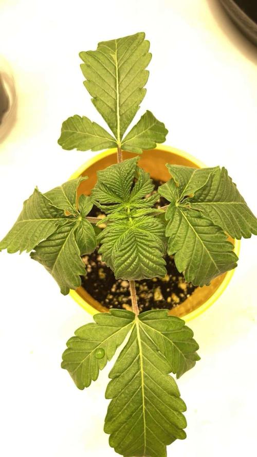 Candyland V2 s1. Week 1