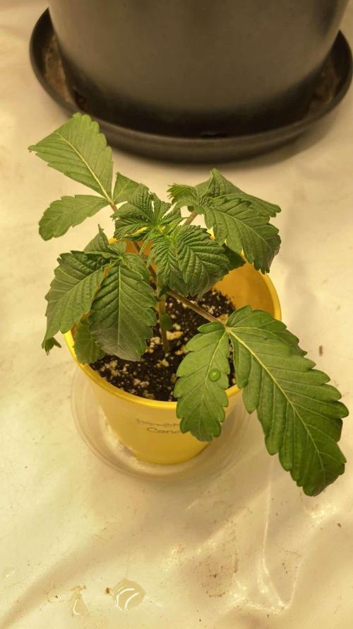 Candyland V2 s1. Week 1