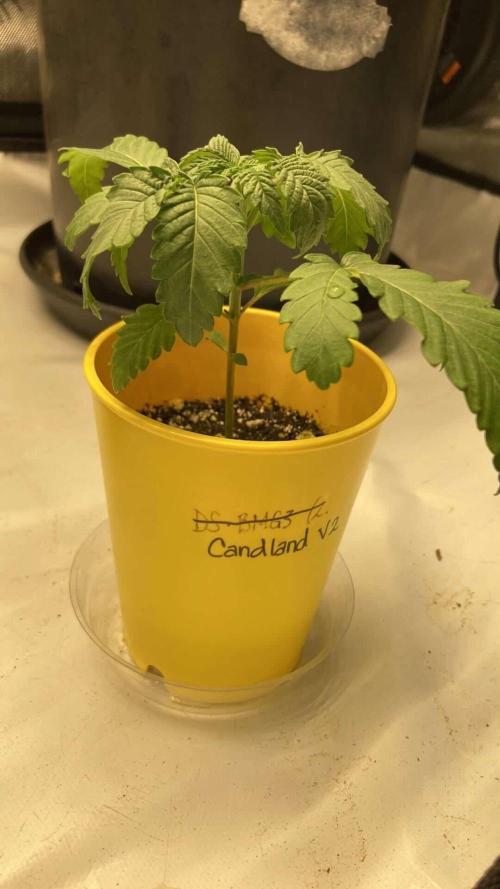 Candyland V2 s1. Week 1