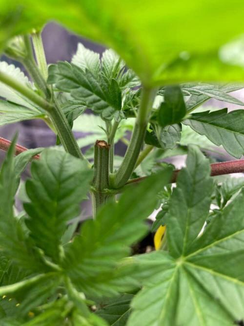 Candyland V2 s1. Week 2