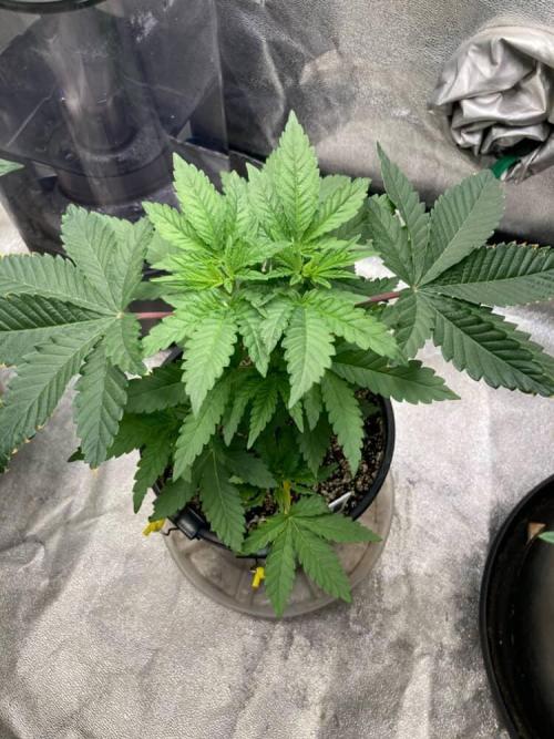 Candyland V2 s1. Week 2