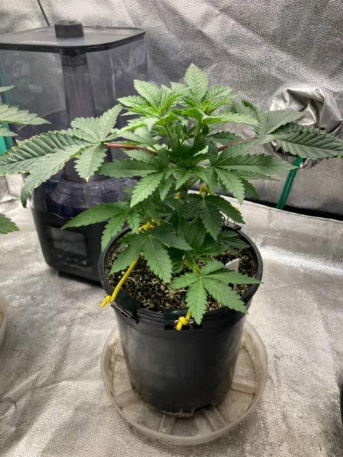 Candyland V2 s1. Week 2