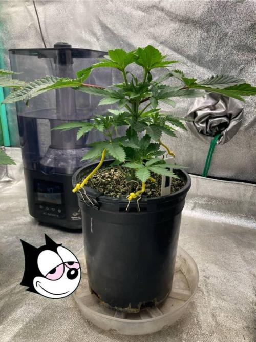 Candyland V2 s1. Week 2