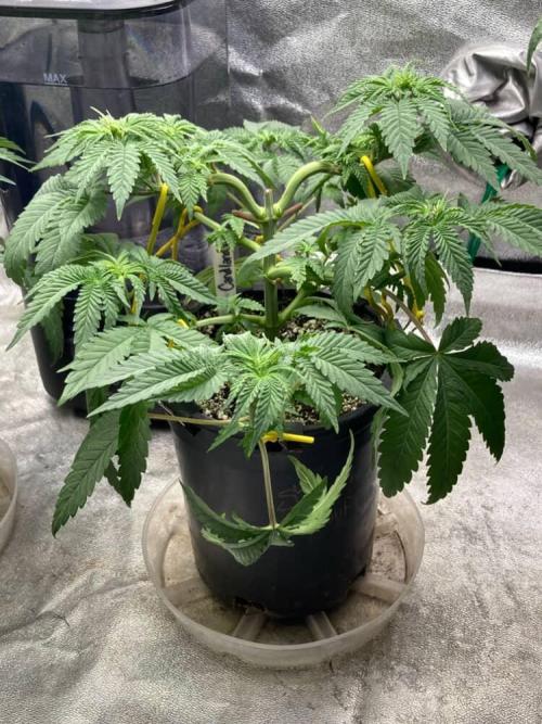 Candyland V2 s1. Week 3