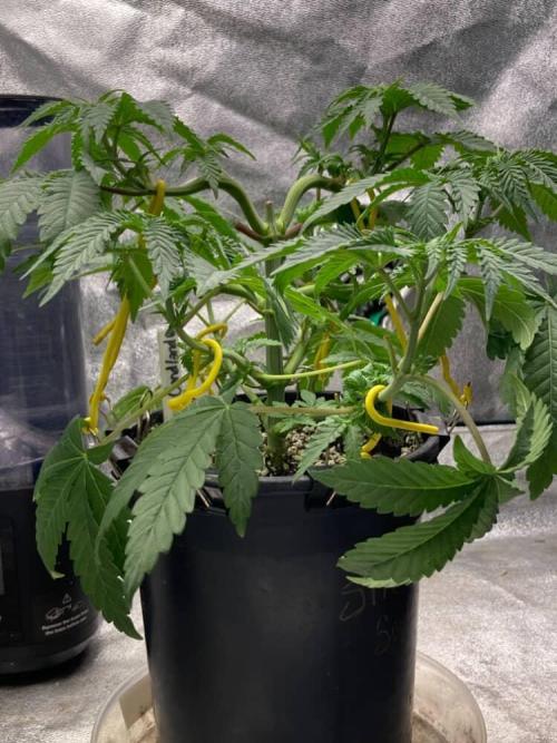 Candyland V2 s1. Week 3