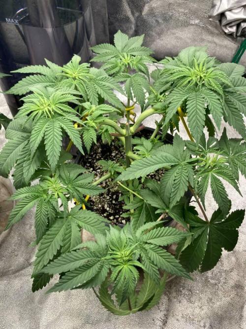 Candyland V2 s1. Week 3