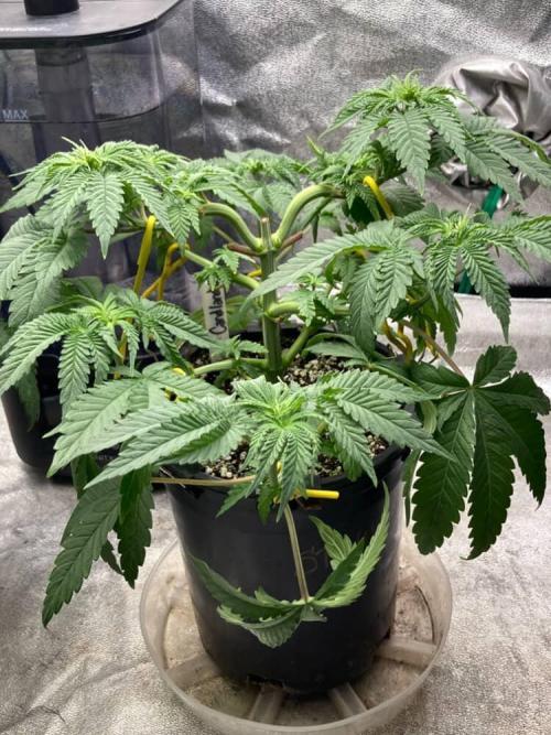 Candyland V2 s1. Week 3