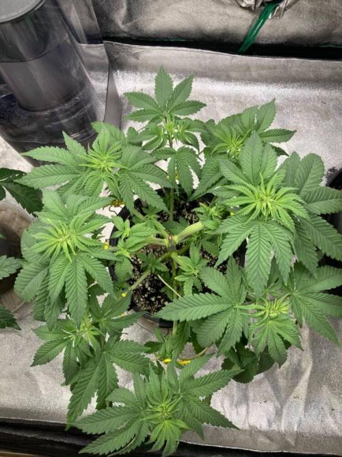 Candyland V2 s1. Week 3