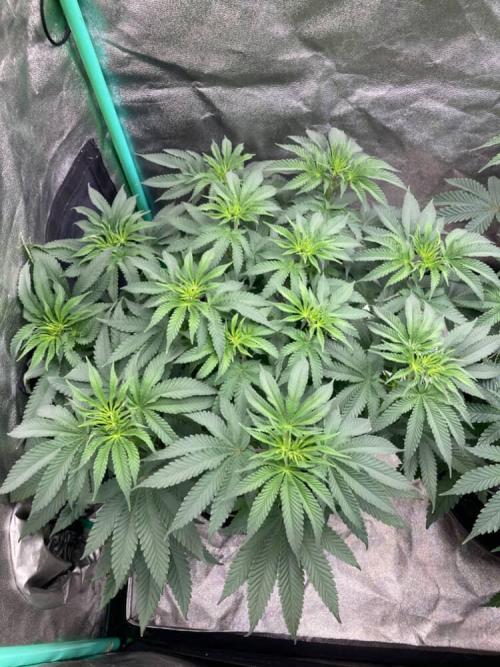 Candyland V2 s1. Week 5