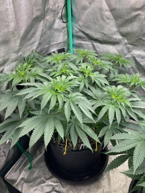 Candyland V2 s1. Week 5