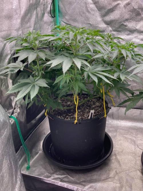 Candyland V2 s1. Week 5