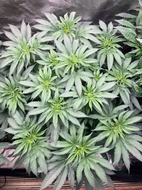 Candyland V2 s1. Week 6