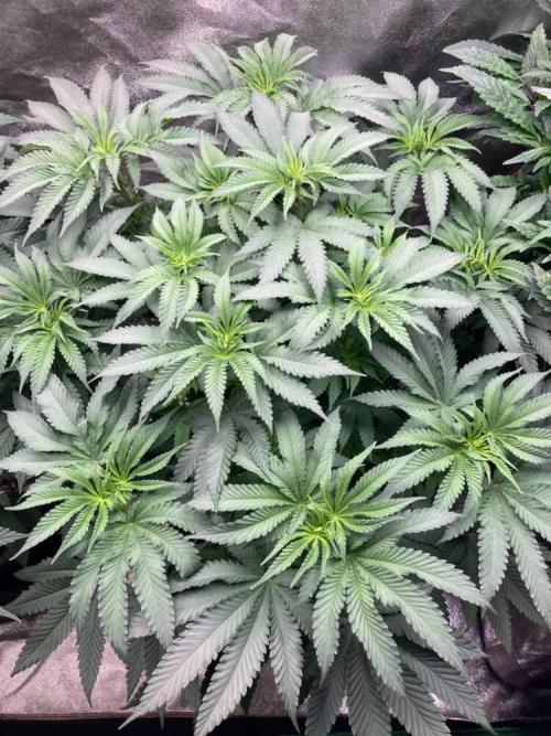 Candyland V2 s1. Week 6