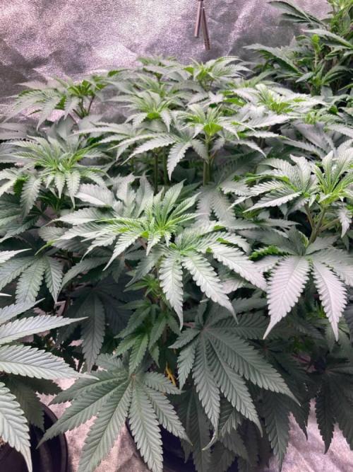 Candyland V2 s1. Week 6