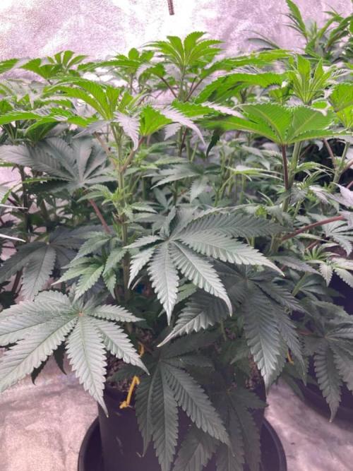 Candyland V2 s1. Week 6