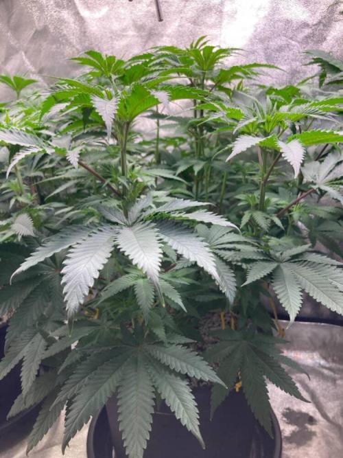 Candyland V2 s1. Week 6