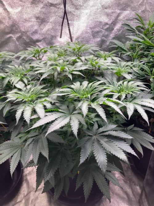 Candyland V2 s1. Week 6