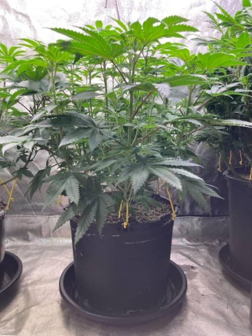 Candyland V2 s1. Week 6