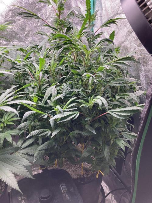 Honeysuckle. Week 23