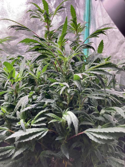 Honeysuckle. Week 23