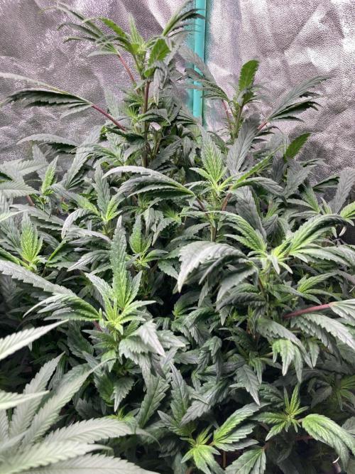 Honeysuckle. Week 23