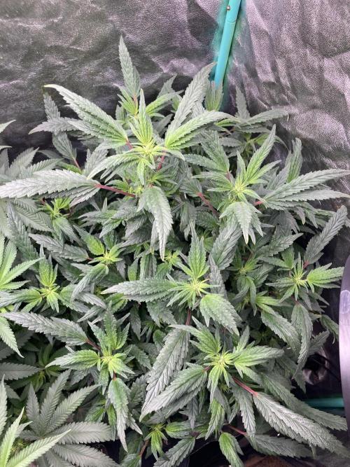 Honeysuckle. Week 23