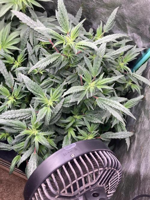 Honeysuckle. Week 23