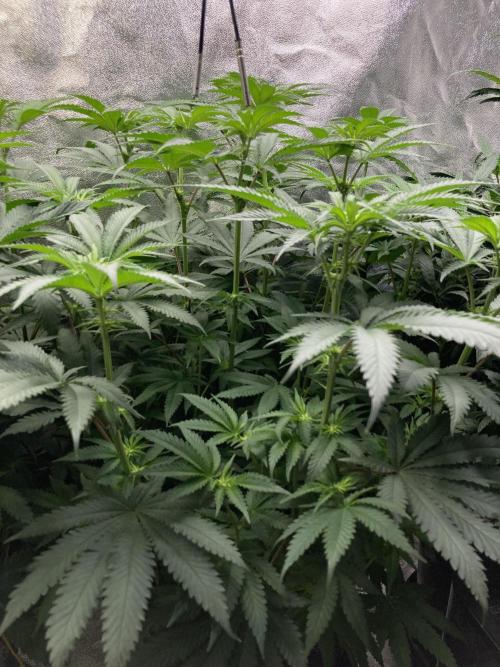 Candyland V2 s1. Week 9