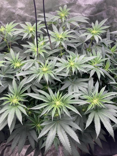 Candyland V2 s1. Week 9