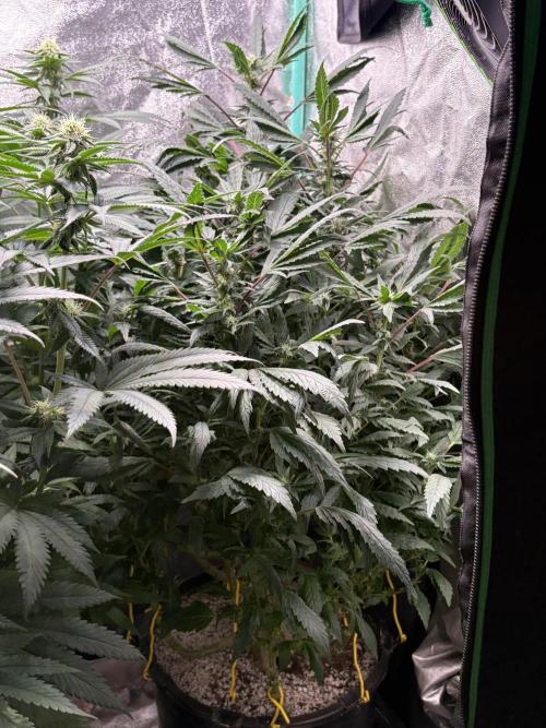 Honeysuckle. Week 24