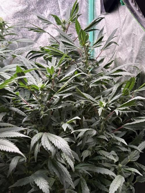 Honeysuckle. Week 24