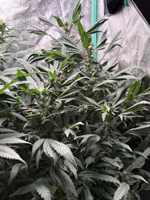 Honeysuckle. Week 24