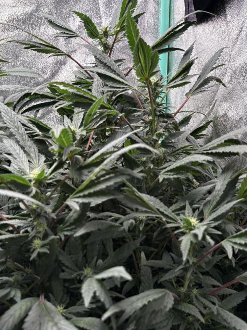 Honeysuckle. Week 24