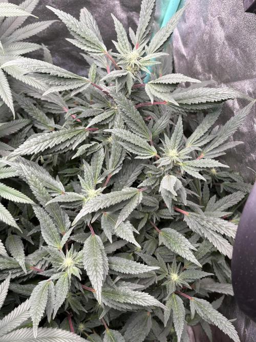 Honeysuckle. Week 24