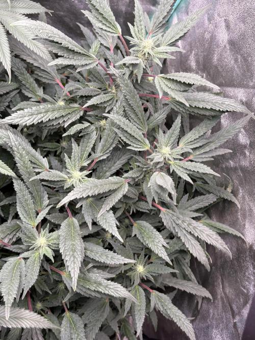 Honeysuckle. Week 24