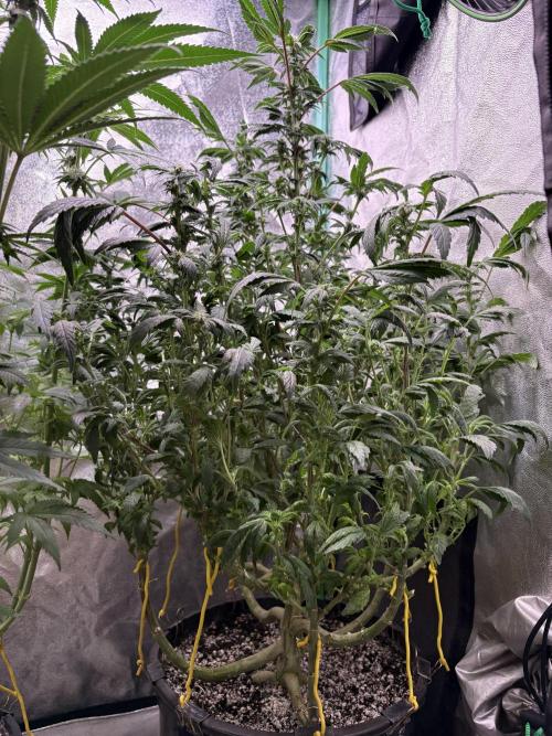 Honeysuckle. Week 24