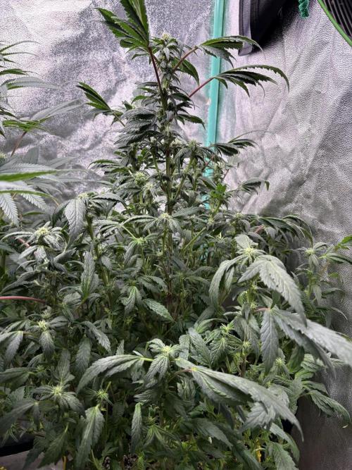 Honeysuckle. Week 24