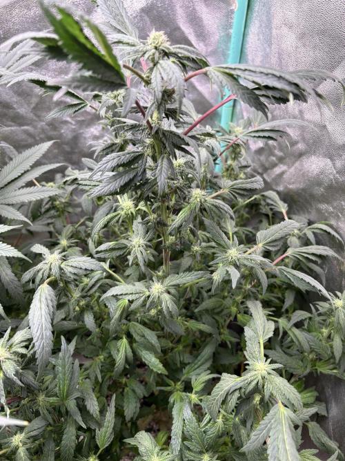 Honeysuckle. Week 24