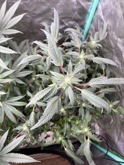 Honeysuckle. Week 24