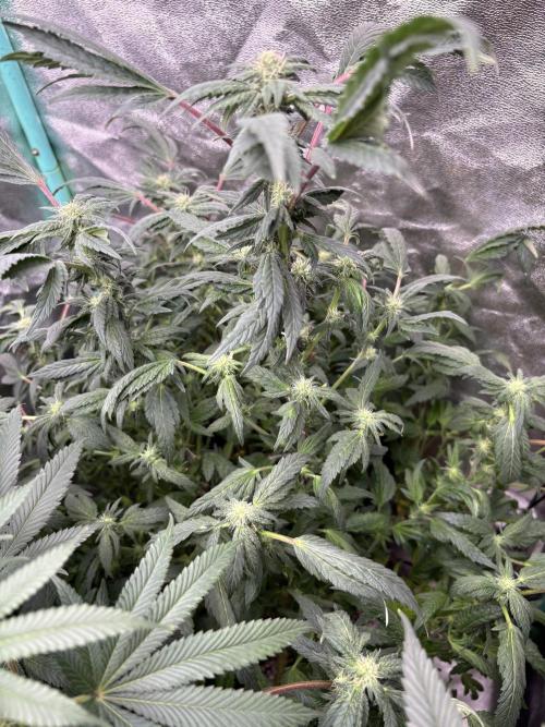 Honeysuckle. Week 24