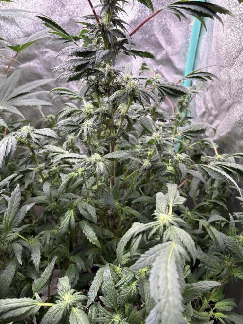 Honeysuckle. Week 24