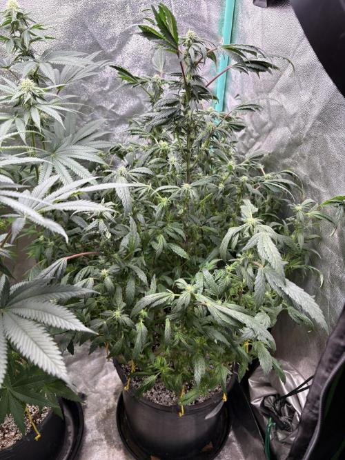 Honeysuckle. Week 24