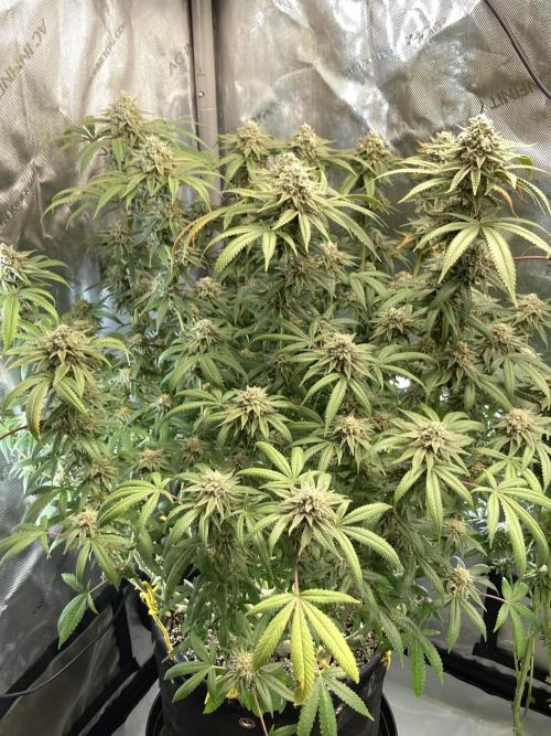 Kush Babies. Week 10