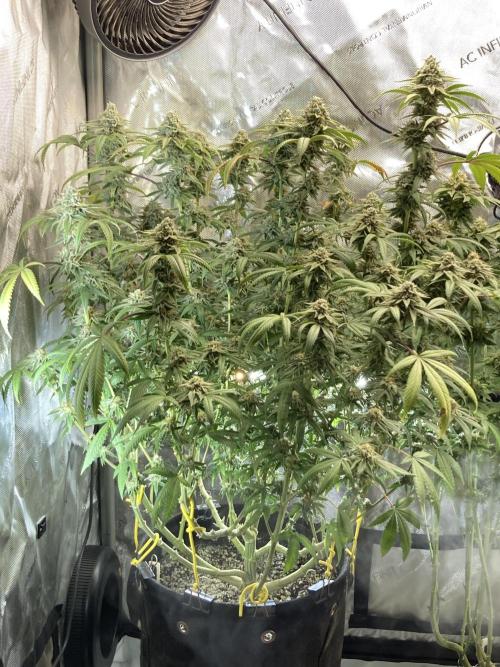 Kush Babies. Week 10