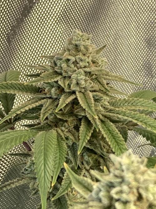 Kush Babies. Week 10