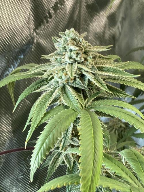 Kush Babies. Week 10