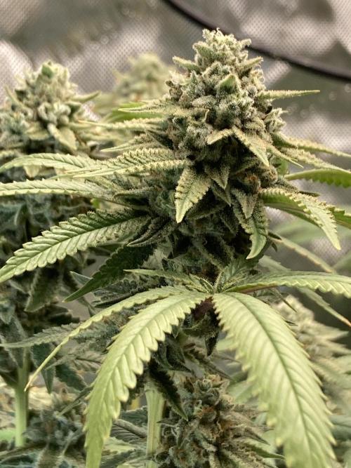 Kush Babies. Week 10